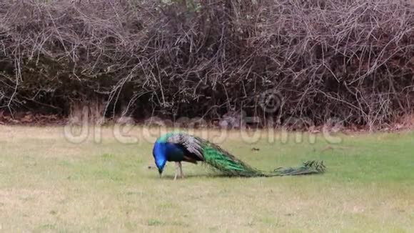 美丽的印度男性孔雀在公园草坪上大步流星视频的预览图