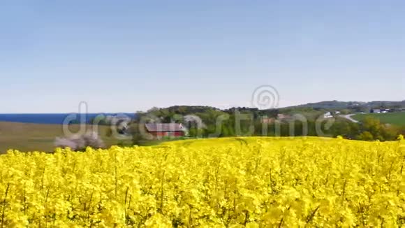 蓝天上的黄色油菜花田视频的预览图