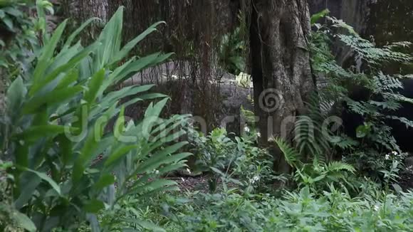 一只野生成年福沙黑熊在热带森林散步视频的预览图
