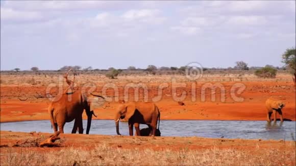 肯尼亚东部塔沃的大象视频的预览图