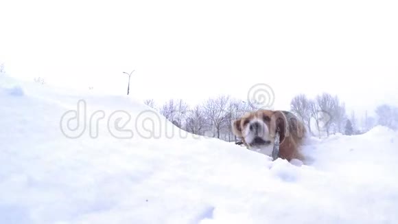 活泼的小猎犬把自己埋进雪地里的慢动作视频视频的预览图