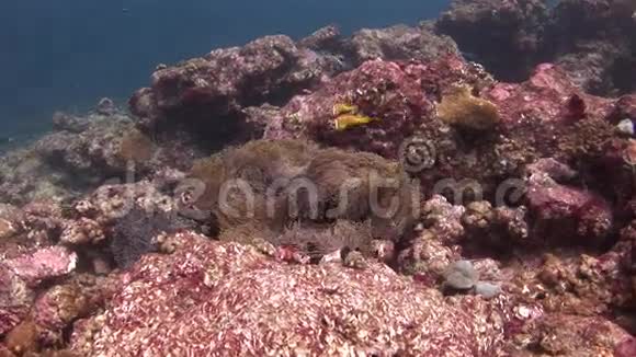 马尔代夫野生动物海底的海葵和小丑鱼视频的预览图
