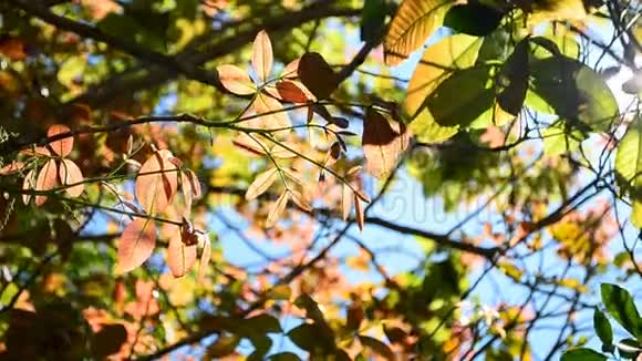 半透明的叶子在树上摇曳视频的预览图