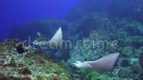 斑鹰射线在深岩礁上游泳视频的预览图
