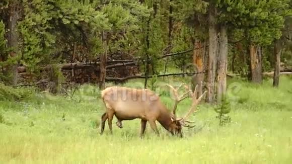 大牛麋鹿西部野生动物黄石国家公园动物视频的预览图