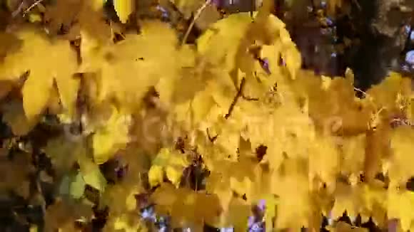 明黄色的秋枫叶视频的预览图