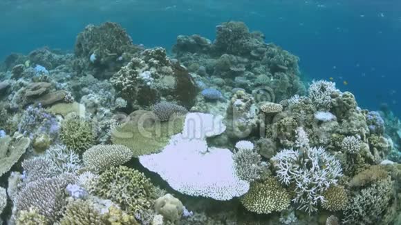 漂白珊瑚视频的预览图