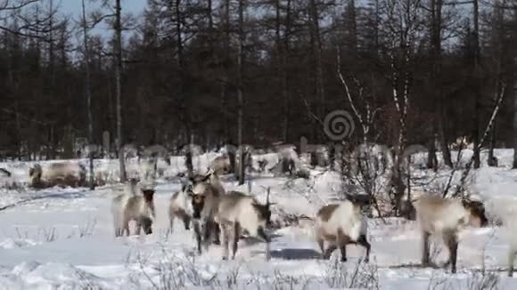 牧场上的驯鹿视频的预览图