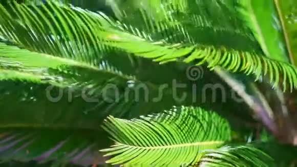 一棵棕榈树的枝条在风中摇曳视频的预览图