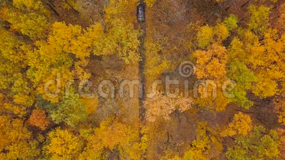 通过秋林路汽车驾驶的鸟瞰图秋景风景视频的预览图