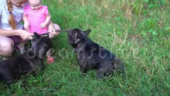 法国斗牛犬在外面玩耍视频的预览图