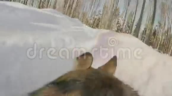 狗在冬天用动作摄像机穿过雪地视频的预览图