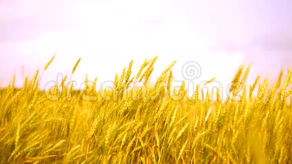 田野里的麦穗在风中飘扬视频的预览图