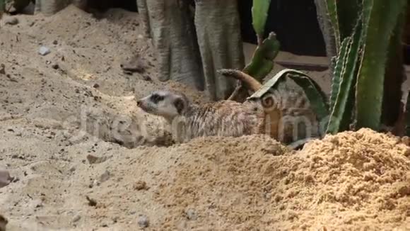 泰国动物园里的猫鼬视频的预览图