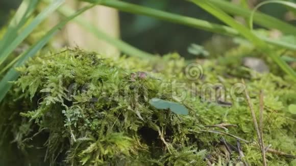 苔草林美丽绿苔在阳光下苔藓特写树上长着苔藓视频的预览图