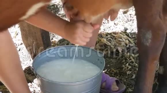 挤奶女工用手挤奶雌性的手在牧场上挤压奶牛的乳房有泡沫的新鲜牛奶视频的预览图