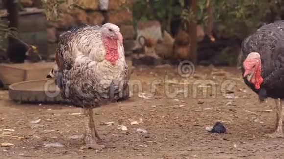 谷仓里的火鸡视频的预览图