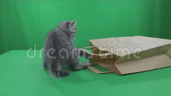 美丽的小猫苏格兰折叠纸袋绿色屏幕视频的预览图