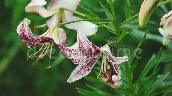 老虎百合花在雨中视频的预览图