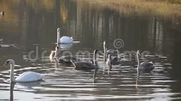 池塘里的天鹅鸟视频的预览图