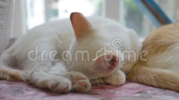 白色可爱的小猫睡在桌子上慢动作视频视频的预览图
