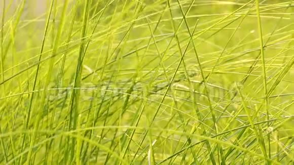 有阳光的草叶泰国香麦视频的预览图