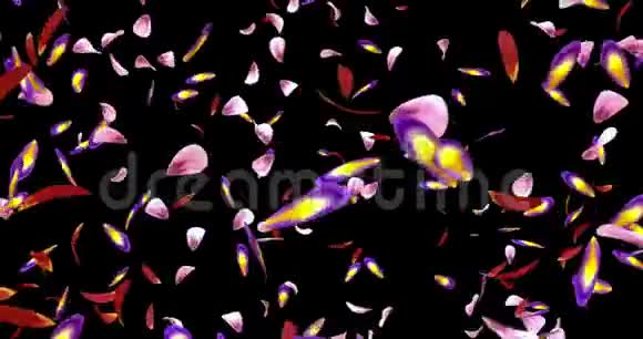 旋转飞行红粉紫樱花花瓣背景阿尔法哑光环4k视频的预览图