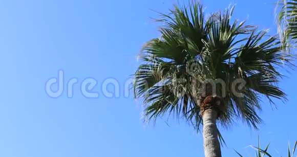 大岛大岛大岛大岛海滩的枫树视频的预览图