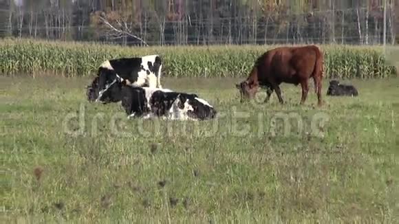 奶牛在秋天的草地上放牧视频的预览图