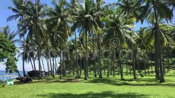 印尼巴厘岛棕榈树林视频的预览图