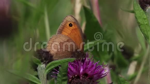草甸褐蝶采蜜花粉来自一个常见的结萍紫色花头六月苏格兰视频的预览图