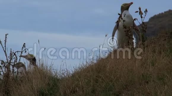 新西兰的黄眼企鹅视频的预览图