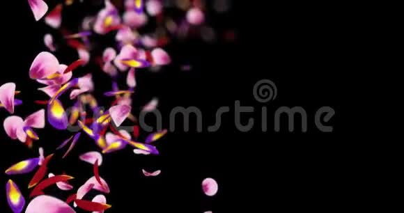 粉红紫花花瓣模糊波克占位符阿尔法哑光环4k视频的预览图