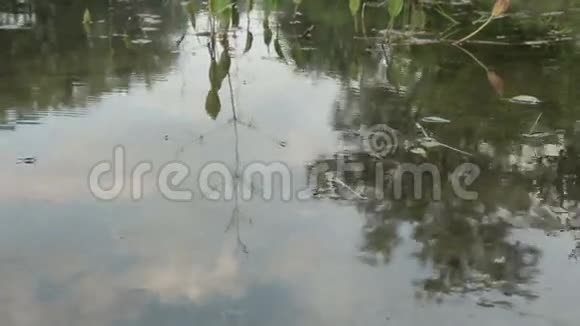 雨季在丛林中溢出的三角洲河视频的预览图