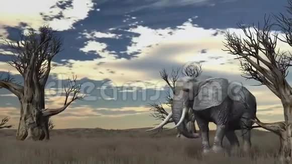 大象穿过草原视频的预览图