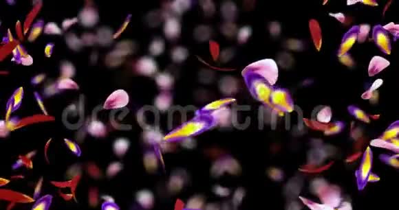 旋转飞行红粉紫樱花花瓣背景阿尔法哑光环4k视频的预览图