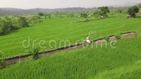 绿色稻田空中景观在印尼巴厘岛的露台上种植水稻无人机视图农业的视频的预览图