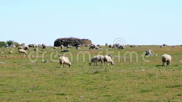 在草地上放牧的绵羊阿索斯卡纳克凯尔火鸡视频的预览图