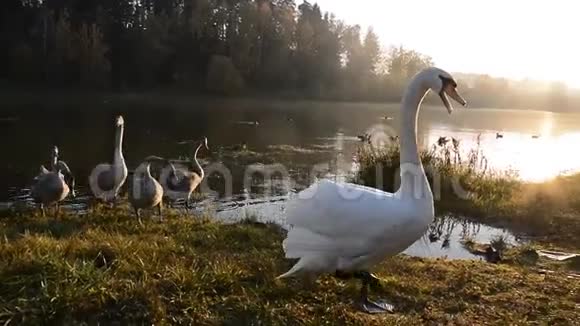 池塘里的天鹅鸟视频的预览图