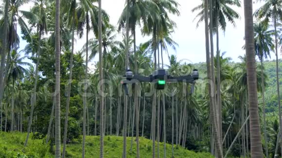 无人机在棕榈树林中飞行视频的预览图