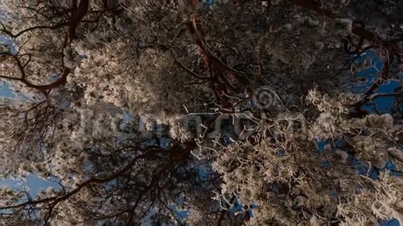 照相机旋转并移除带雪的树的树枝视频的预览图