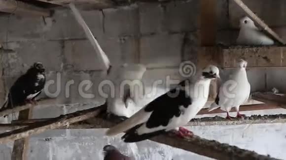 度假村里的家鸽视频的预览图
