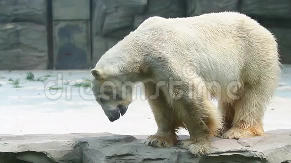 北京动物园北极熊高清视频的预览图