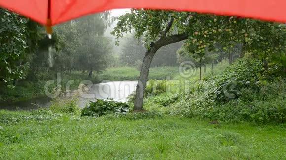夏日里有雨有红伞视频的预览图