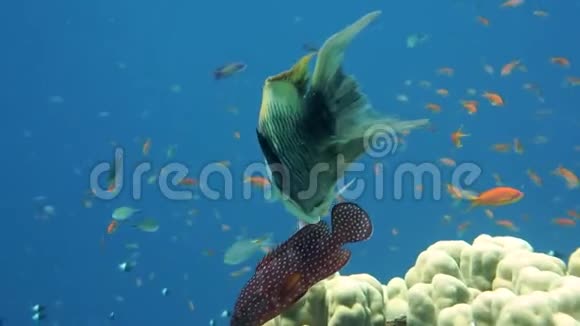 咕噜鱼在水里游泳视频的预览图