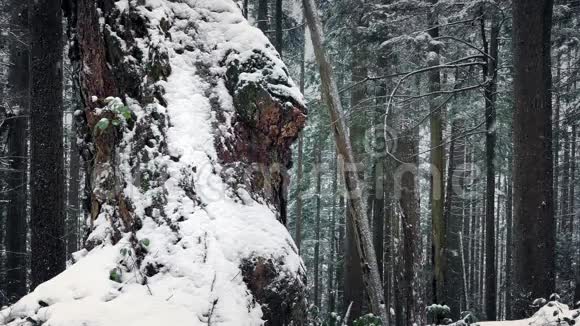 冬林中白雪覆盖的老树视频的预览图