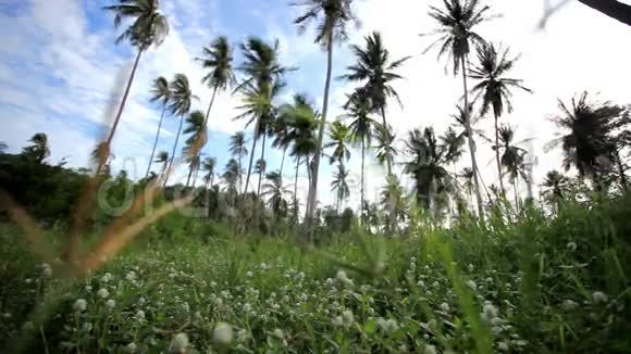 蓝天背景下的棕榈树花园视频的预览图