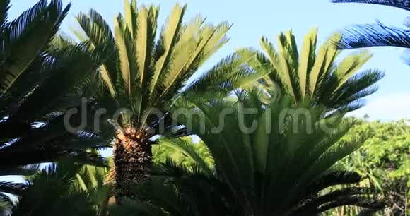 大岛大岛大岛大岛海滩的枫树视频的预览图