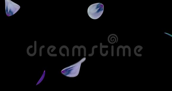 飞紫蓝绿花瓣飘落过渡阿尔法哑光环4k视频的预览图