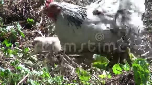 小鸡母鸡配可爱的小鸡视频的预览图
